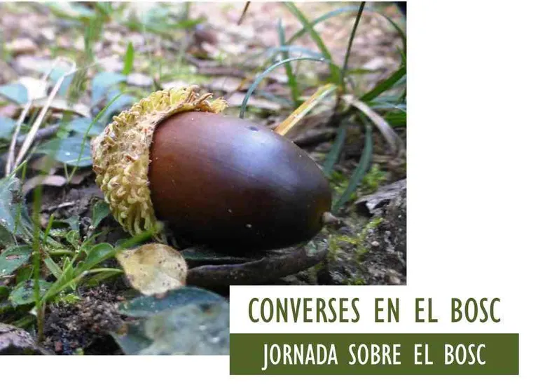 Jornada formativa sobre el bosc, a Hortsavinyà