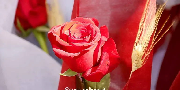 Les previsions apunten a la venda de 7 milions de roses per Sant Jordi