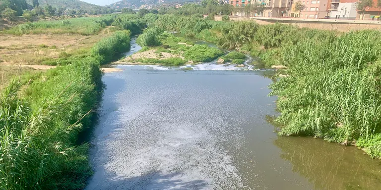 Ecologistes en Acció porta a la fiscalia el "desastre ecològic" al riu Besòs
