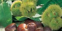 Parlem de verdures amb David Maltas. Productes de tardor.