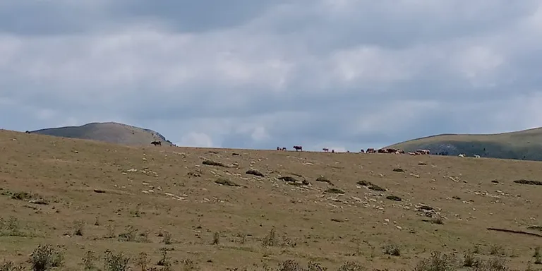 Unió de Pagesos presentarà una demanda contra Agroseguro per càlcul erroni de la pèrdua de pastures