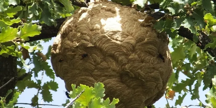 La vespa asiÃ tica ja s'ha detectat al Maresme