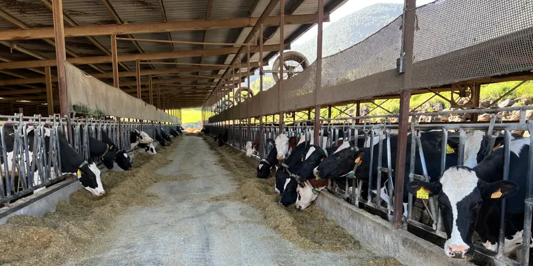 Agricultura rep el primer lot de vacunes per començar a immunitzar el bestiar de l'Alt Empordà contra la Dermatosi