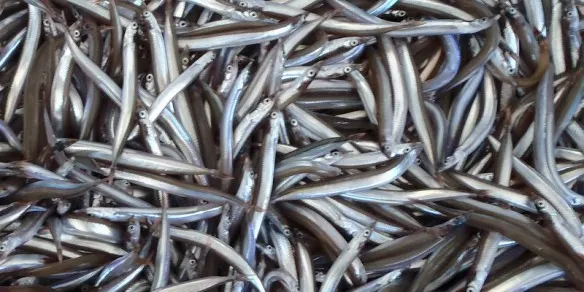 El biòleg Manel Teodoro explica les raons de la reducció de la pesca a la Mediterrània