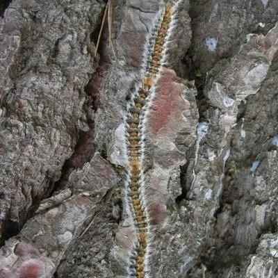 Amics Arbres - Els pins, vestit verd del nostre paisatge 30/5/2024