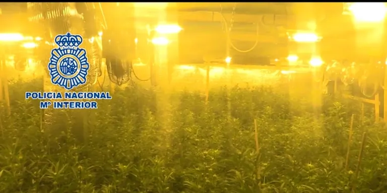 La Policia Nacional desarticula una organització dedicada al cultiu de marihuana