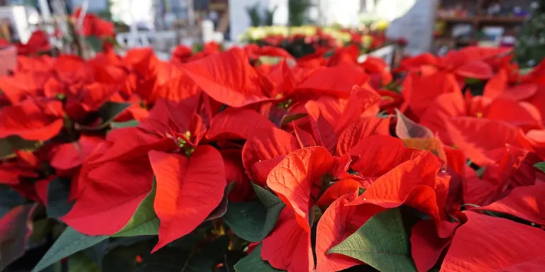 Els productors de ponsèties del Maresme posen 800.000 plantes al mercat