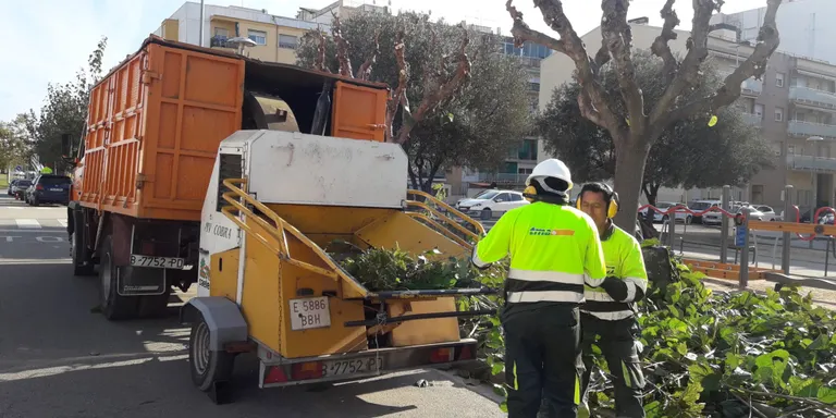 Fins el mes de febrer es du a terme la campanya de poda dels arbres de Pineda