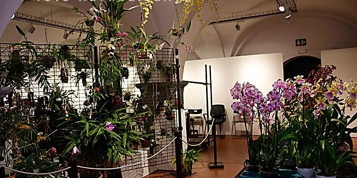 La dotzena edició de l’Arenys de Flors ha estat tot un èxit