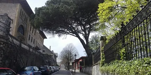 Pruebas de tracción a un pino