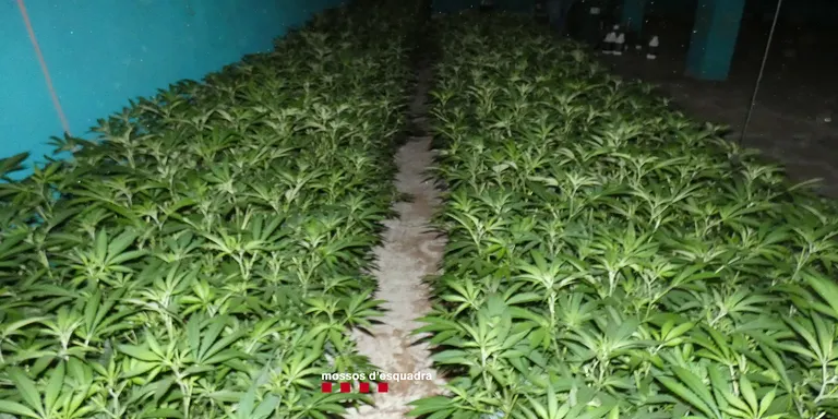 Ingressa a presó el responsable d'una plantació de marihuana a Pineda de Mar