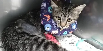 L'Associació pels Animals del Pirineu ajuda a la recuperació d'una gata amb problemes respiratoris