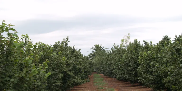 Unió de Pagesos denuncia que els preus de la llotja de Reus no cobreixen els costos de producció de la fruita seca