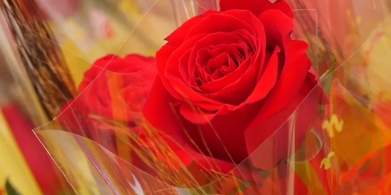 Arenys de Munt celebra aquesta tarda un Sant Jordi especial