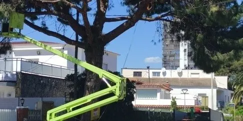 L’Ajuntament de Cambrils acaba els treballs de poda de l’arbrat viari