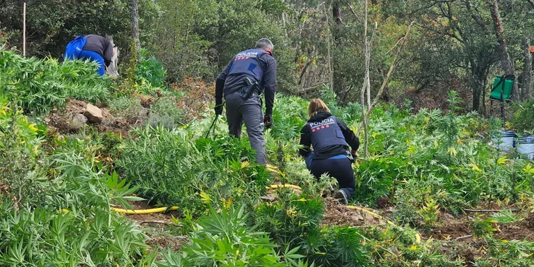 Mossos de Reus, Falset i Cambrils desmantellen una plantació de marihuana a Prades