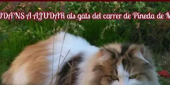 Concert a benefici de la protectora d'animals GATPI