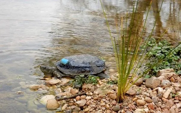 Foto: Associació Mediambiental La Sínia