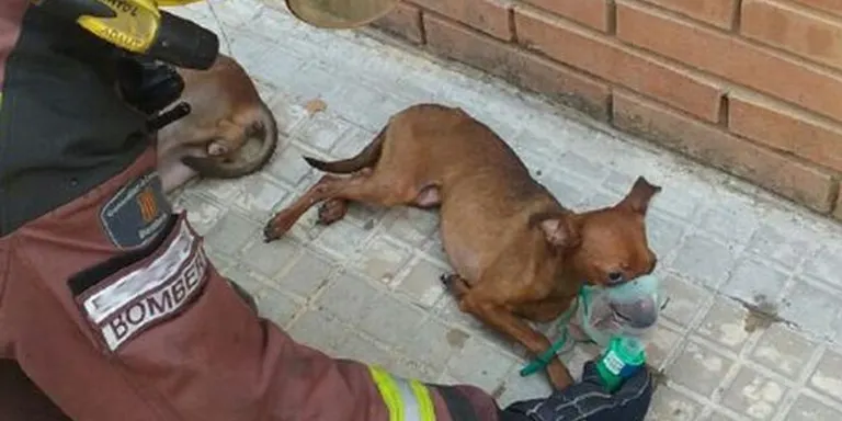 Tres gossos moren en un incendi al carrer Llobregat