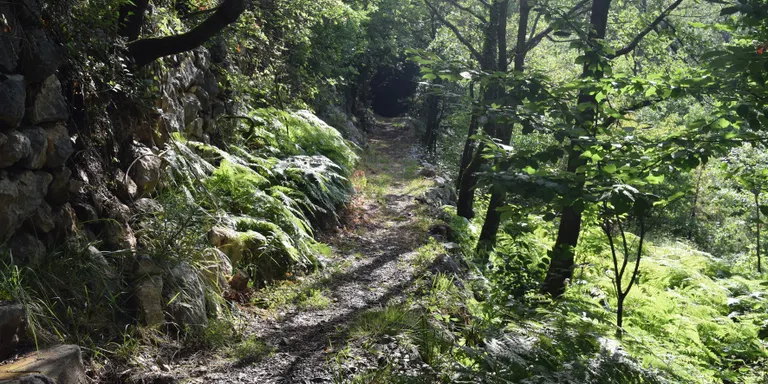 Una caminada pels entorns d’Alinyà tanca el cicle de les sortides guiades dels dimecres d’agost