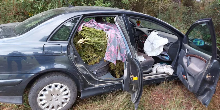 Intercepten un vehicle amb 55 plantes de marihuana en una urbanització de Caldes de Malavella