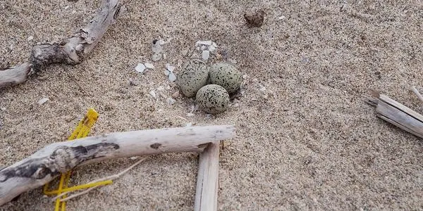 Una parella de corriol camanegre ponen els seus ous a la platja del Vinyet d'Altafulla