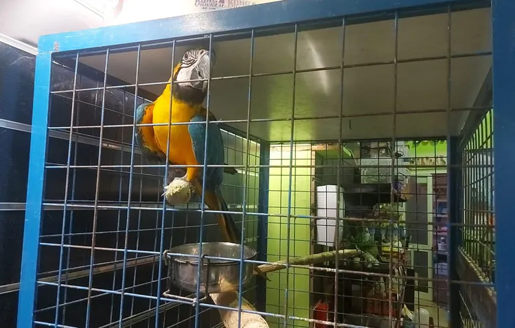 Manuel del Campo cuenta en COPE Utrera (98.1 FM) todos los detalles del rescate del guacamayo ‘Paco’