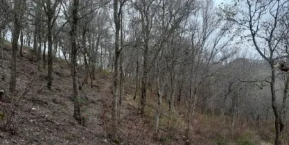 Oriol Bassa: “El 60% de les parcel·les a urbanitzacions del Maresme no compleixen la normativa de prevenció d’incendis”