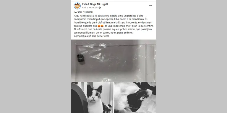 Denuncien un atac amb perdigons contra un gat a la Seu d'Urgell