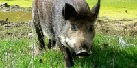 Unió de Pagesos exigeix recursos per fer front a la gestió de la fauna salvatge