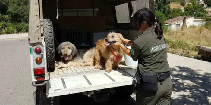 Els Agents Rurals rescaten una dotzena d'animals en mal estat a Conca de Dalt