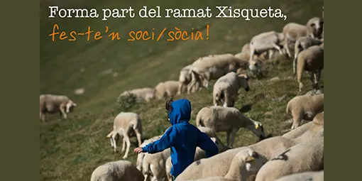 Més d'un centenar de famílies apadrinen ovelles de la raça xisqueta