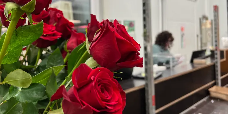 Els floristes esperen vendre sis milions de roses i mantenir preus en una campanya de Sant Jordi que durarà tres dies