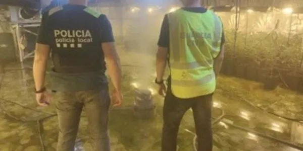 Desarticulen una organització criminal que cultivava marihuana a Roda de Berà