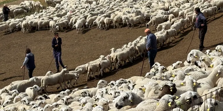 Milers d'ovelles baixen de les muntanyes de Seurí on han passat l'estiu pasturant