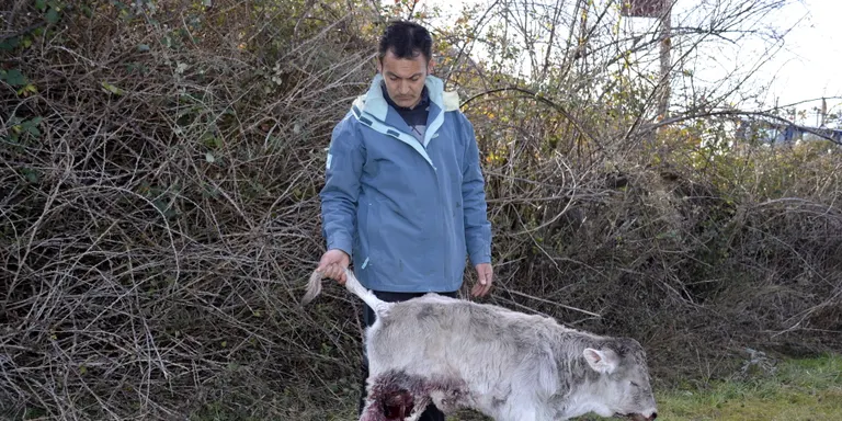 Ramaders del Pallars denuncien atacs de guineus contra vedells nounats