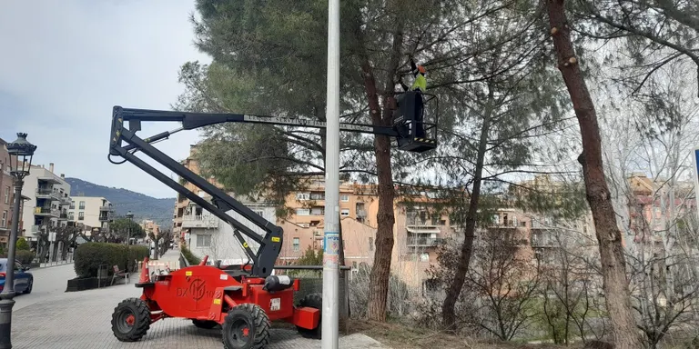 L’Ajuntament elimina una quinzena de nius de processionària
