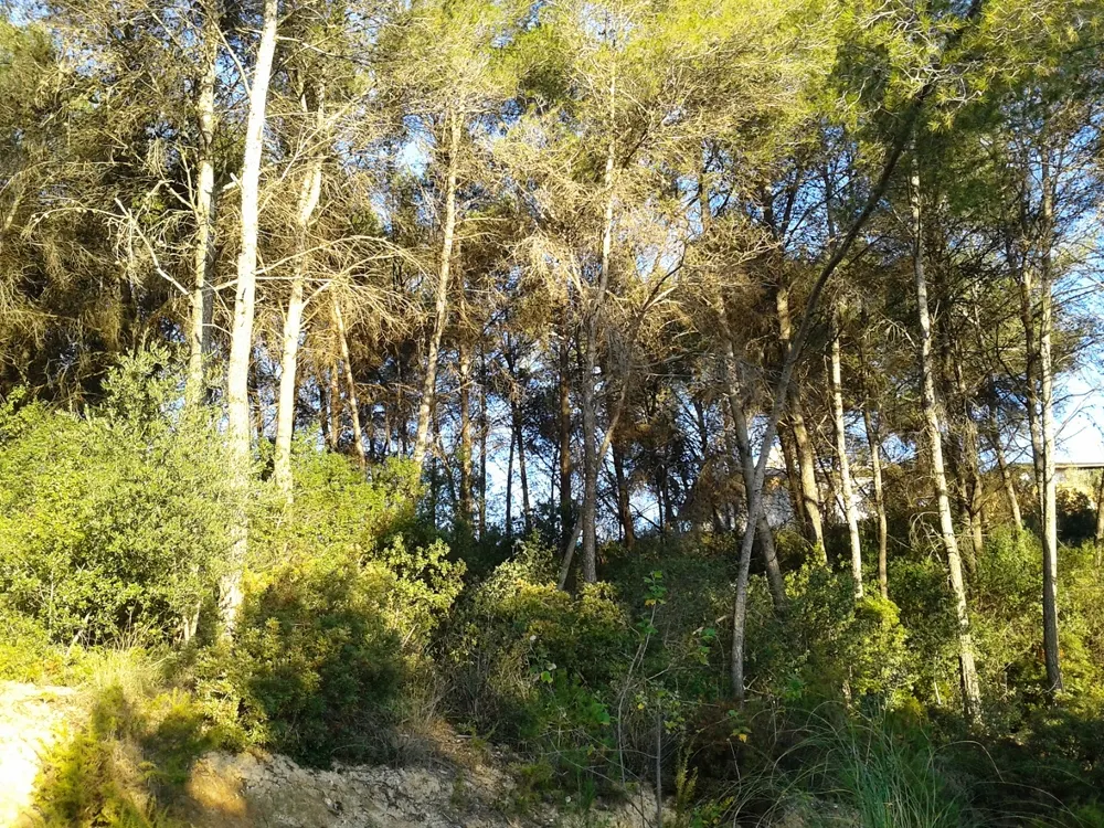 Una de les zones a netejar és Sant Muç / Foto: Ajuntament