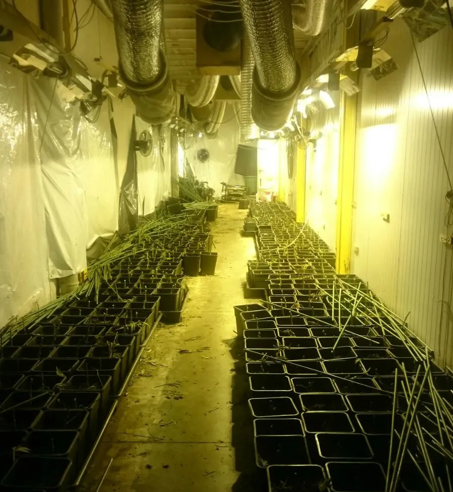 Agents dels Mossos intervenen 1000 plantes de marihuana a una nau del Polígon Industrial de Pineda