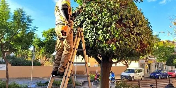 Es licita el servei de poda municipal d’Altafulla per als pròxims tres anys, prorrogables