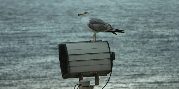 Blanes inicia la 'Campanya de Control de Gavians' amb un servei gratuït respectuós amb els animals