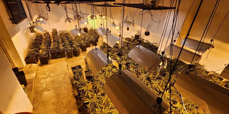 Dos detinguts per conrear prop de 1.000 plantes de marihuana a Montferri