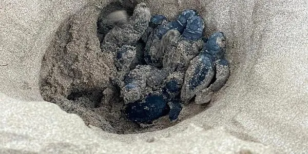 Alliberen les 36 tortugues nascudes a Tarragona que han necessitat incubació artificial