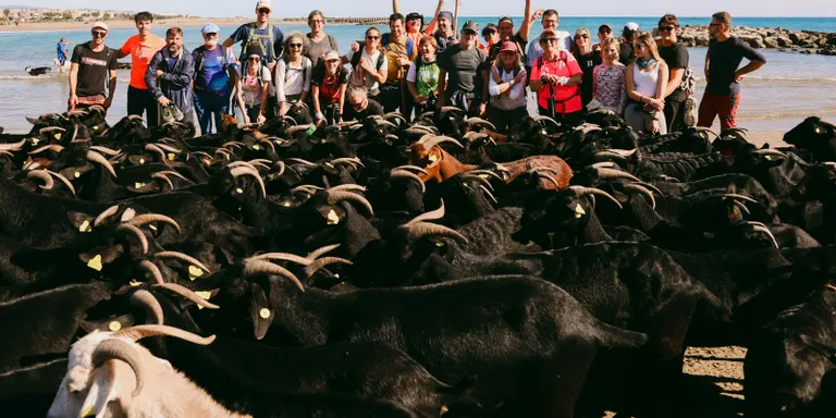 La Carrerada completa 60 quilòmetres de transhumància entre Santa Coloma de Queralt i Cunit amb un ramat de 250 cabres