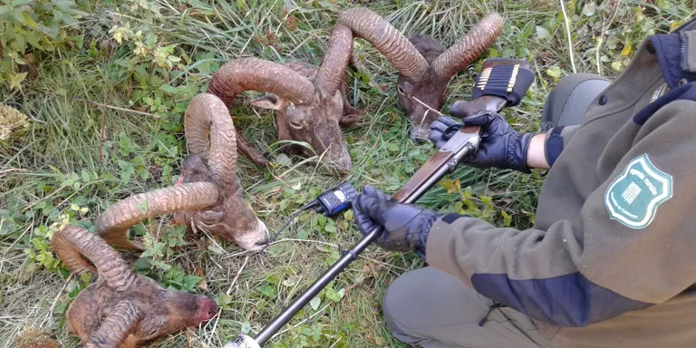 Els Agents Rurals denuncien una xarxa de caçadors furtius professionals al Pirineu