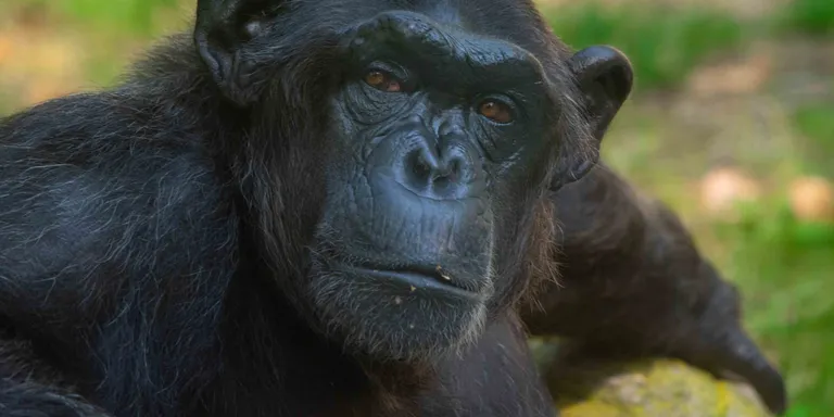 El zoo també es desconfina