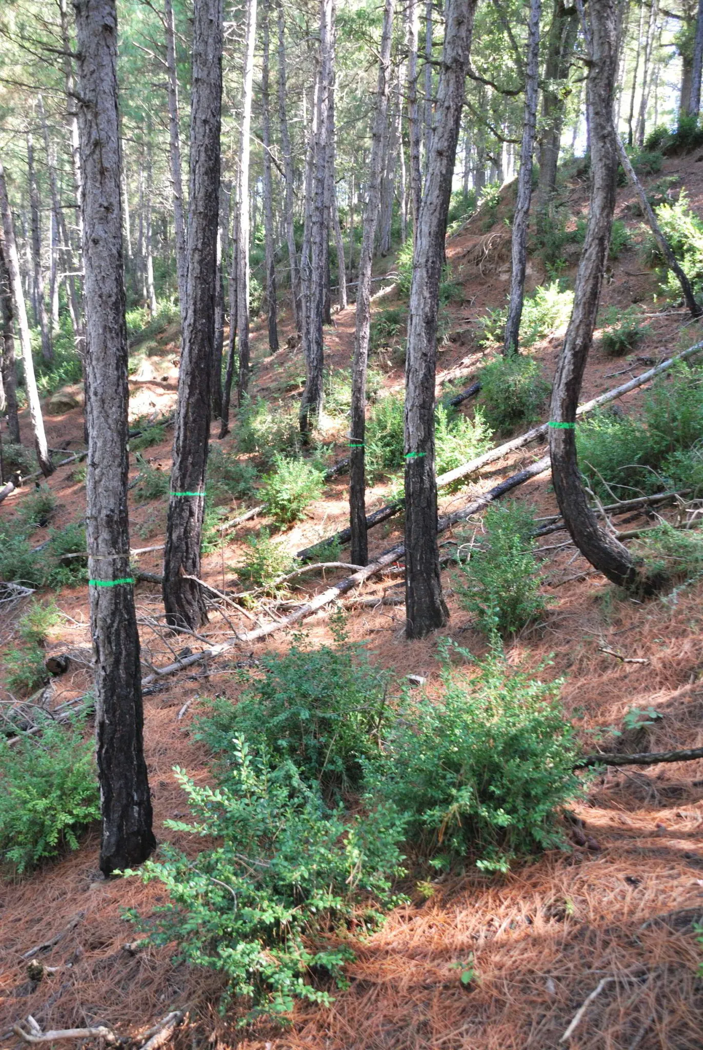 Investigadors forestals solsonins determinen que la gestió forestal pot augmentar la resiliència dels boscos mediterranis davant episodis de sequera
