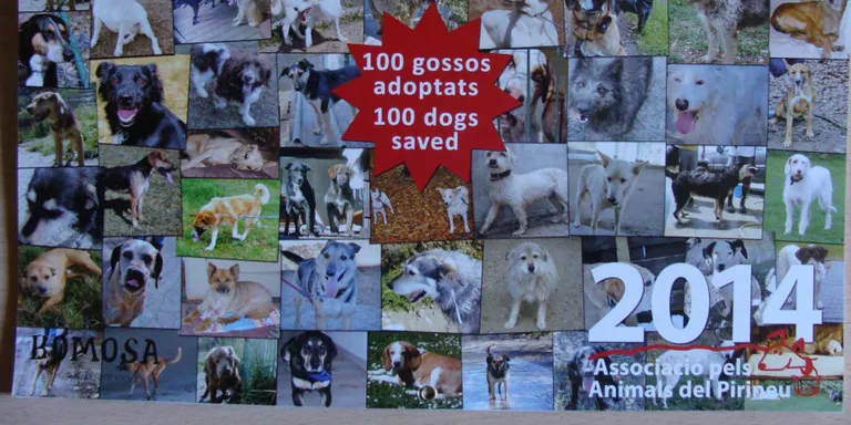 L'Associació pels Animals del Pirineu edita un calendari en què explica la seva activitat