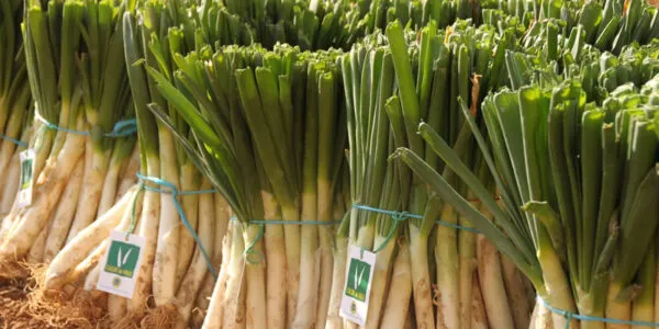 La IGP Calçot de Valls tanca la temporada a prop de les expectatives
