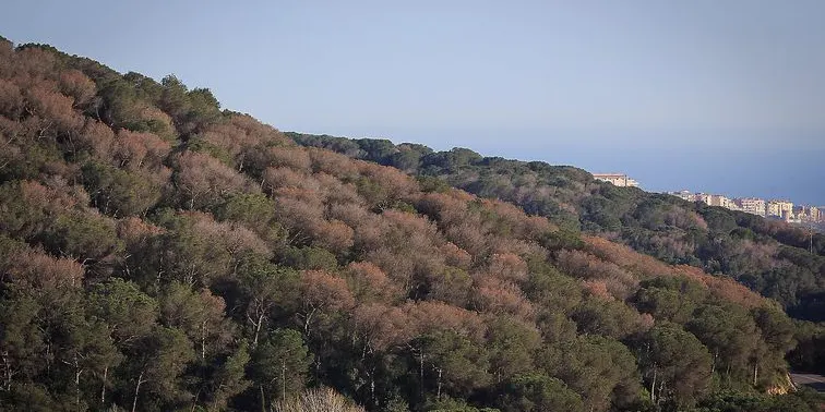 Els propietaris del Montnegre i Corredor alertats per l'avanç del 'tomicus'